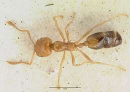 Image of Trichomyrmex destructor