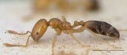 Image of Trichomyrmex destructor