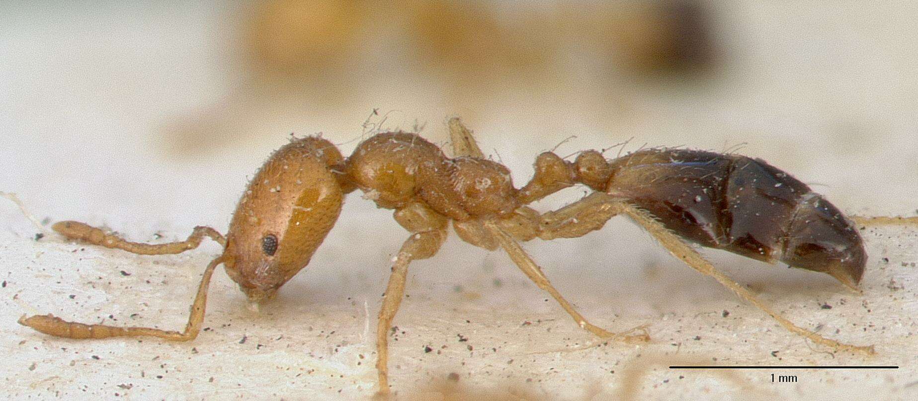 Image of Trichomyrmex destructor