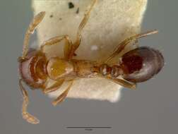 Image of Monomorium sordidum Forel 1902