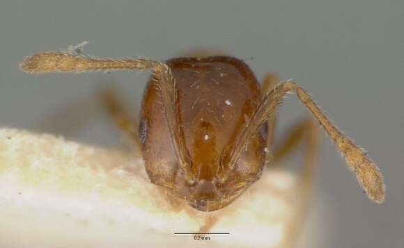 Monomorium sordidum Forel 1902的圖片