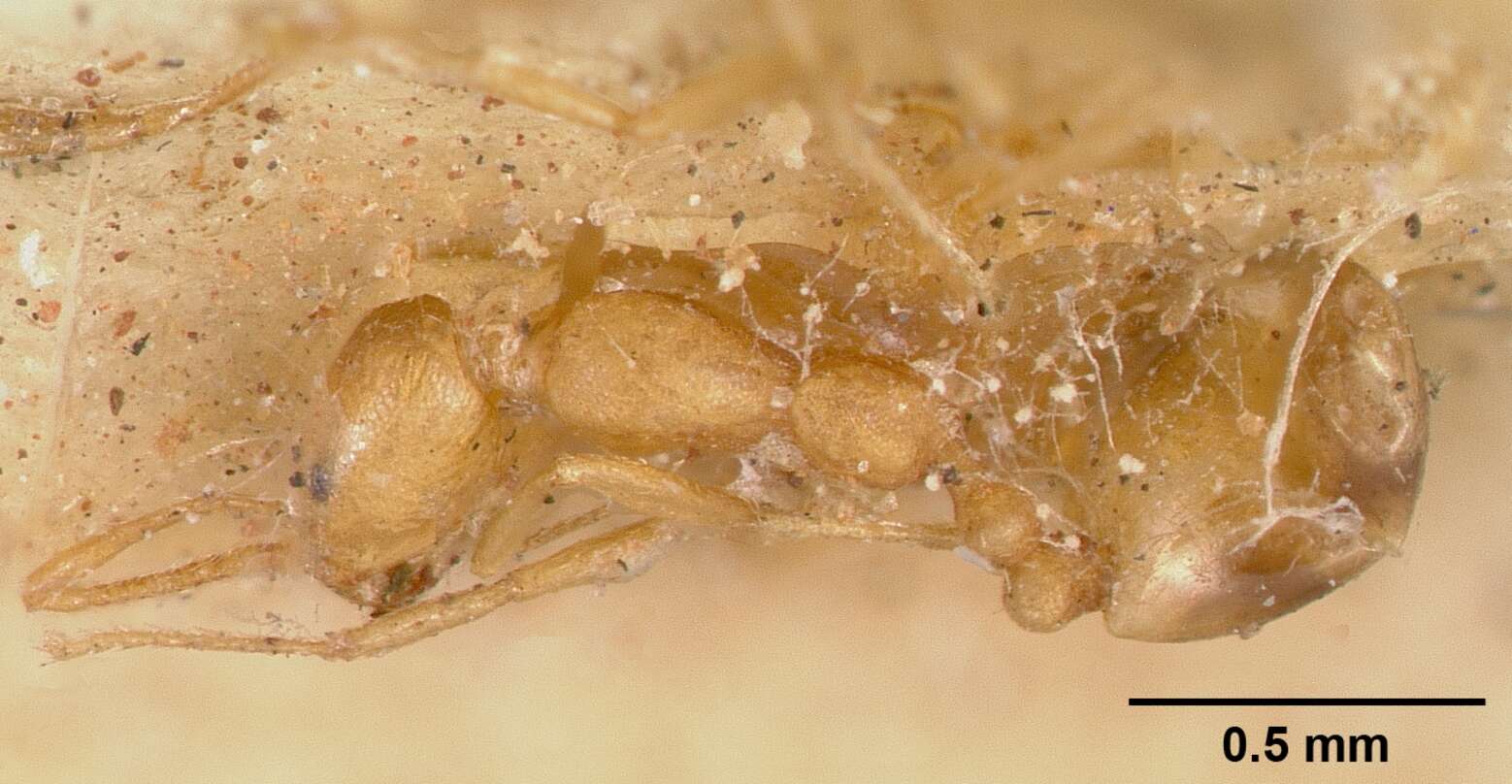 Слика од Monomorium pharaonis (Linnaeus 1758)