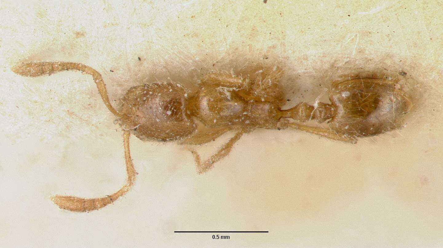 Syllophopsis sechellensis resmi