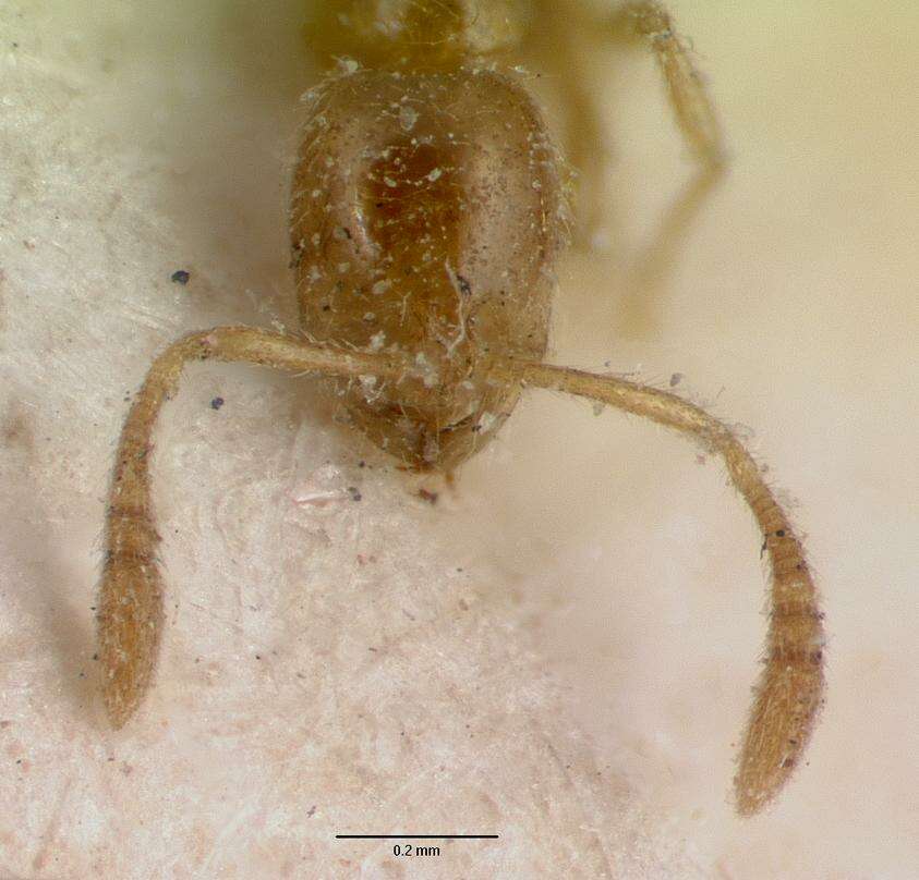 Syllophopsis sechellensis resmi