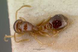 Image of Erromyrma latinodis