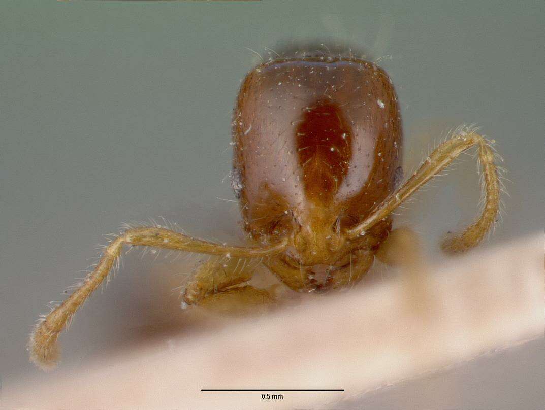 Image of Erromyrma latinodis