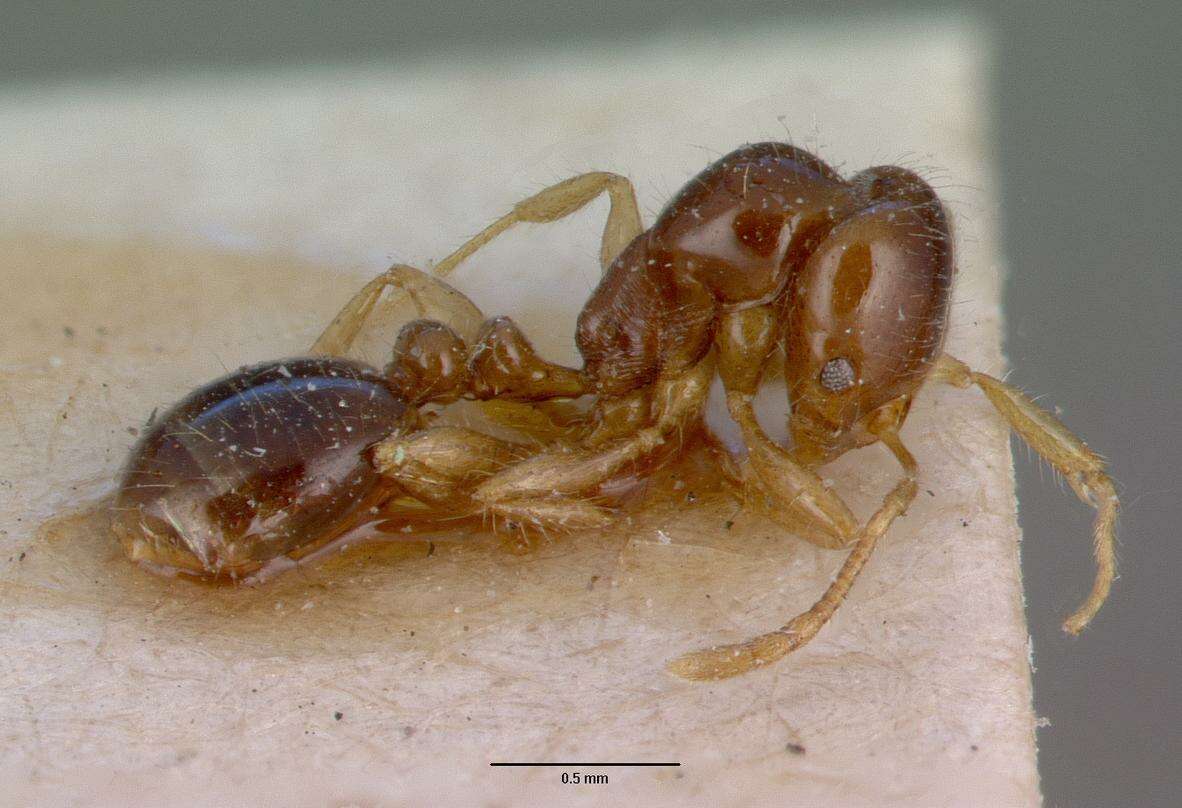 Image of Erromyrma latinodis