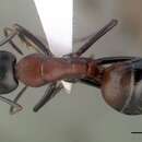 Image of Camponotus obscuripes Mayr 1879