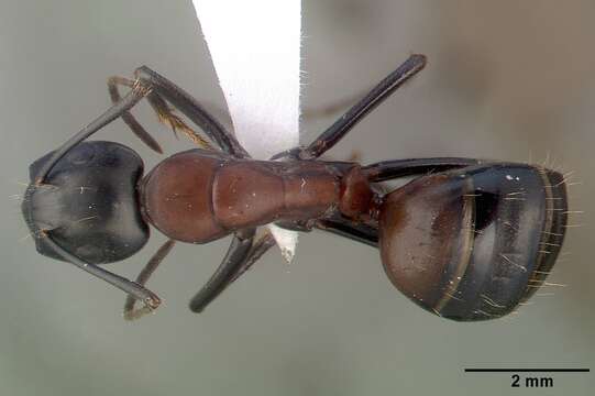 Image of Camponotus obscuripes Mayr 1879