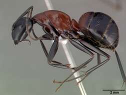 Image of Camponotus obscuripes Mayr 1879