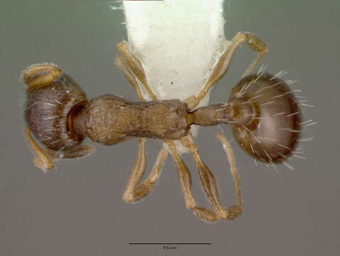 Image of <i>Temnothorax kubira</i>