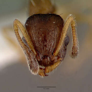 Image of <i>Temnothorax kubira</i>