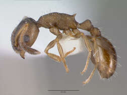 Image of <i>Temnothorax kubira</i>