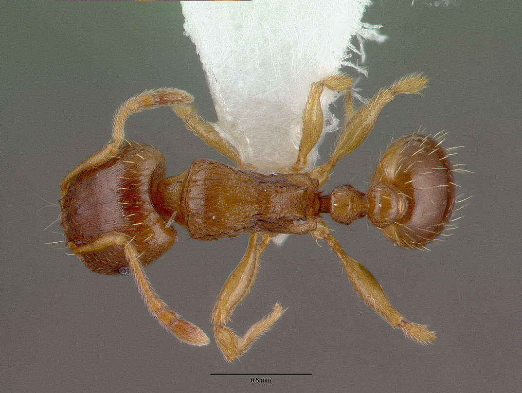 Image of Tetramorium semilaeve Andre 1883