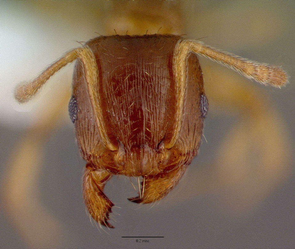 Image of Tetramorium semilaeve Andre 1883