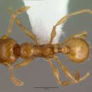 Image of Pheidole fervida Smith 1874