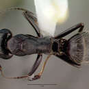 Plancia ëd Camponotus vagus (Scopoli 1763)