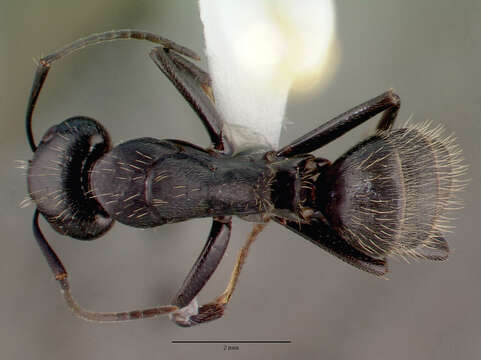 Image of Camponotus vagus (Scopoli 1763)