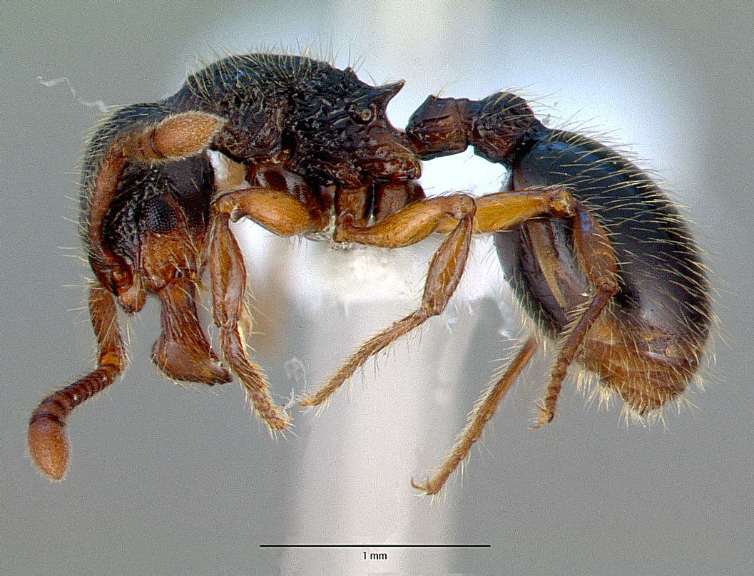 Image of Myrmecina graminicola (Latreille 1802)