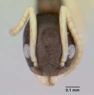 Image of Ant