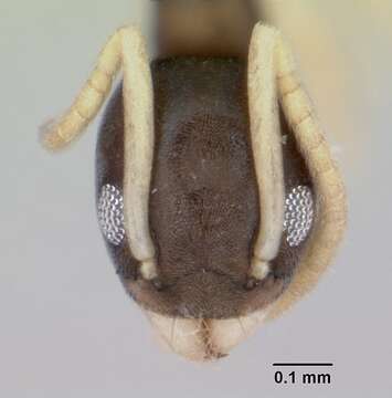 Image of Ant