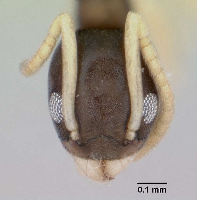 Image of Ant