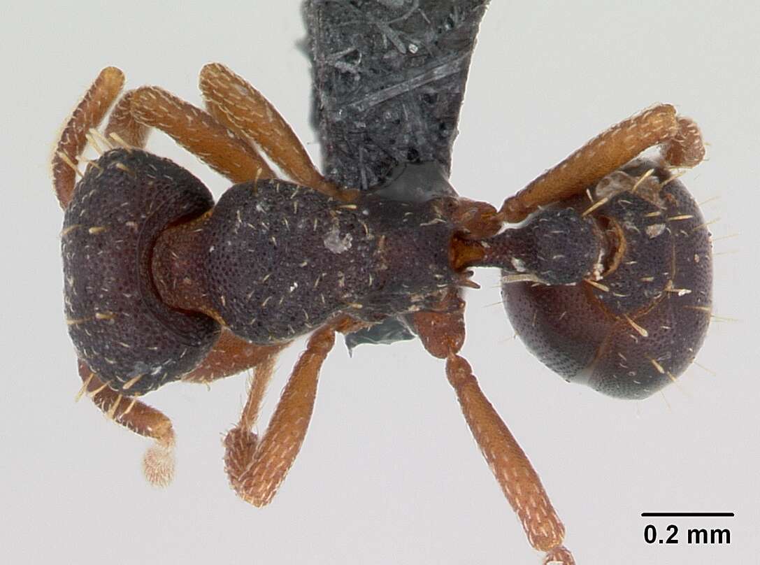 Image of Myrmicinae