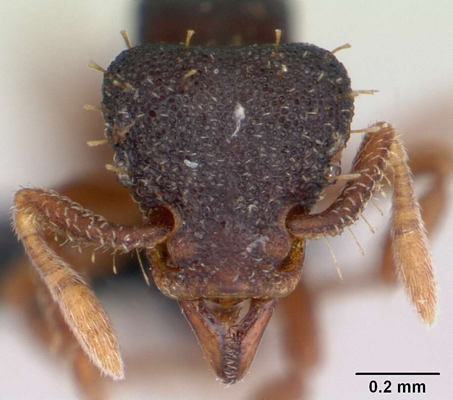 Image of Myrmicinae