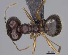 Image of Pheidole bessonii Forel 1891