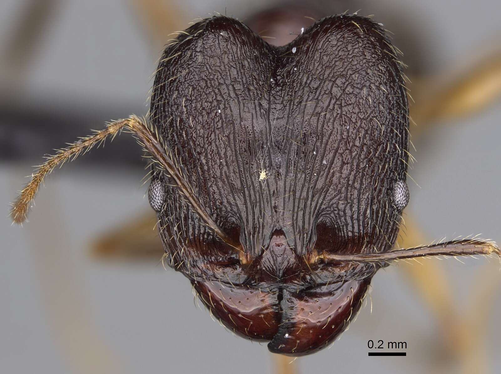 Image of Pheidole bessonii Forel 1891