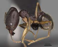 Image of Pheidole bessonii Forel 1891