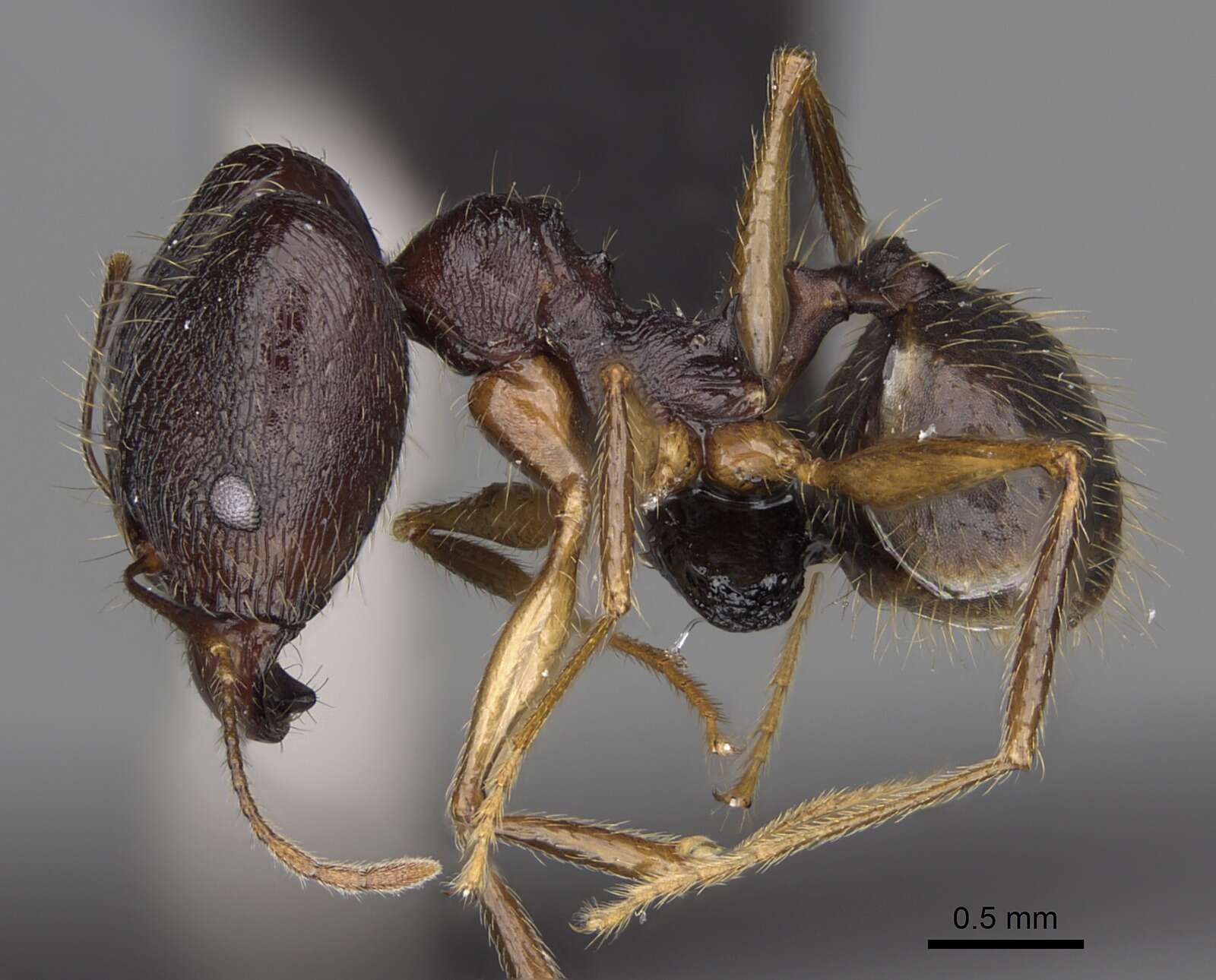 Image of Pheidole bessonii Forel 1891