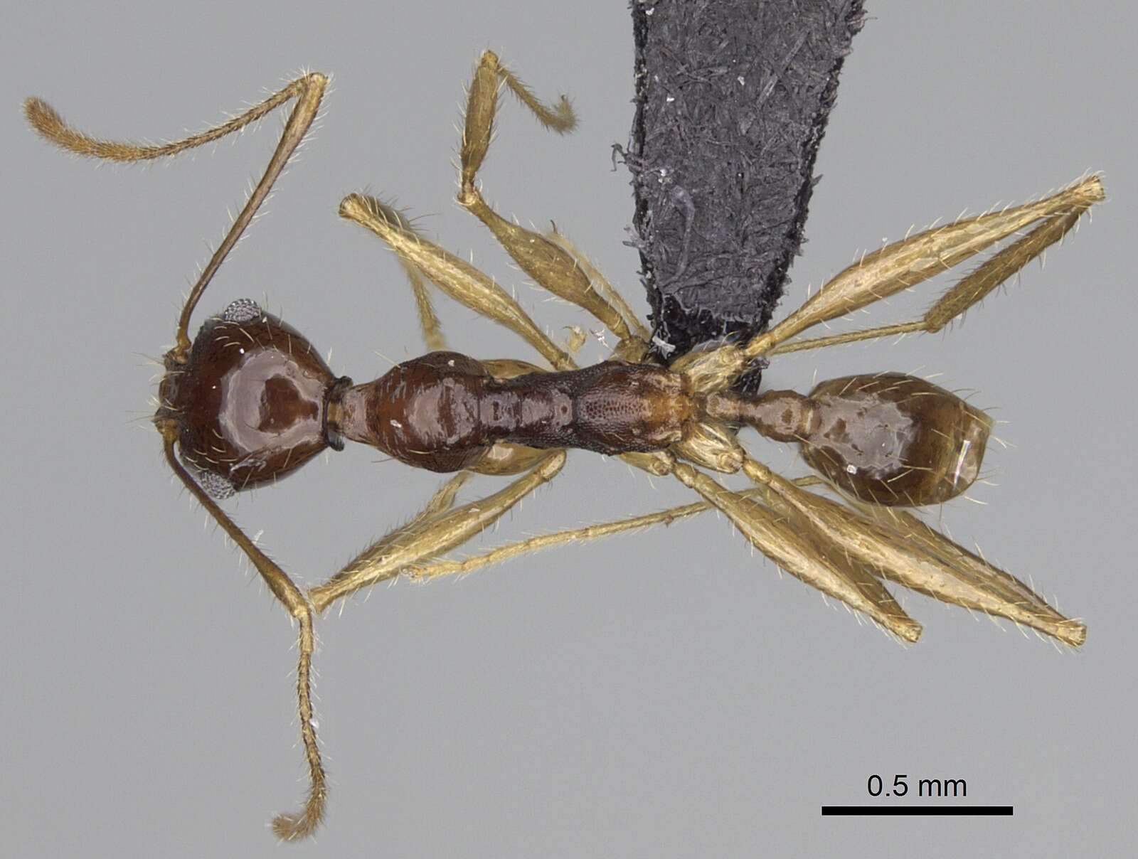 Image of Pheidole bessonii Forel 1891