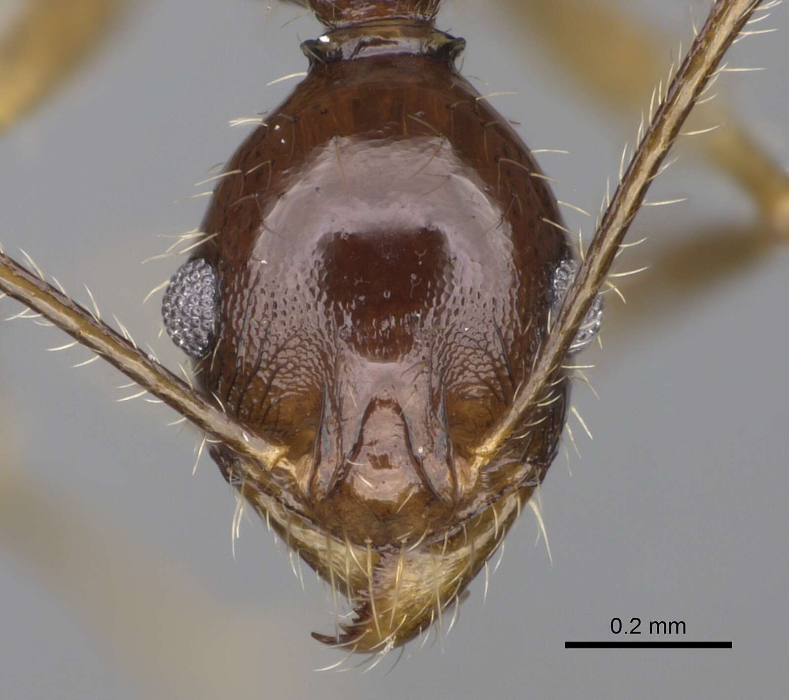 Image of Pheidole bessonii Forel 1891