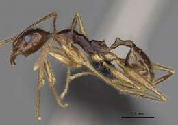 Image of Pheidole bessonii Forel 1891