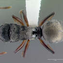 Image de Polyrhachis dohrni Forel 1901