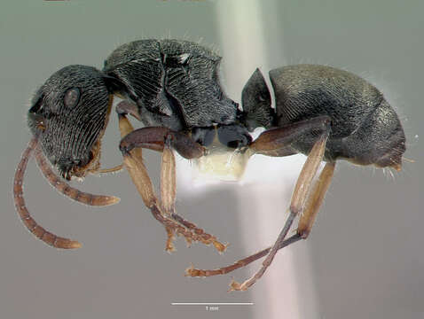 Image of Polyrhachis dohrni Forel 1901