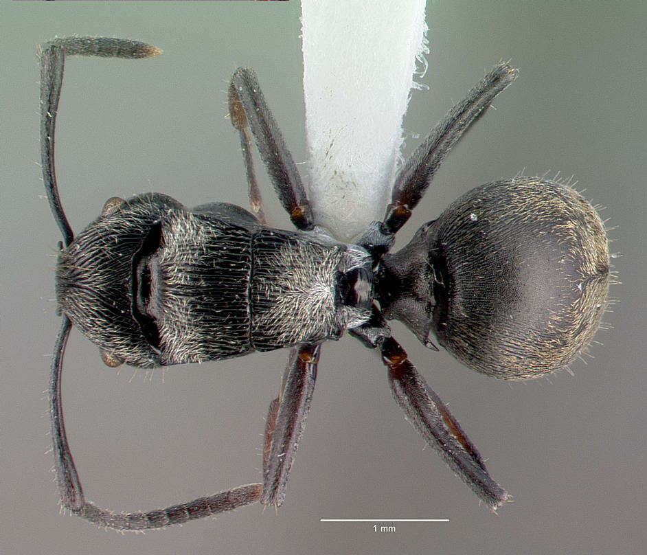 Image of <i>Polyrhachis</i> (<i>Aulacomyrma</i>) <i>lumi</i> Kohout