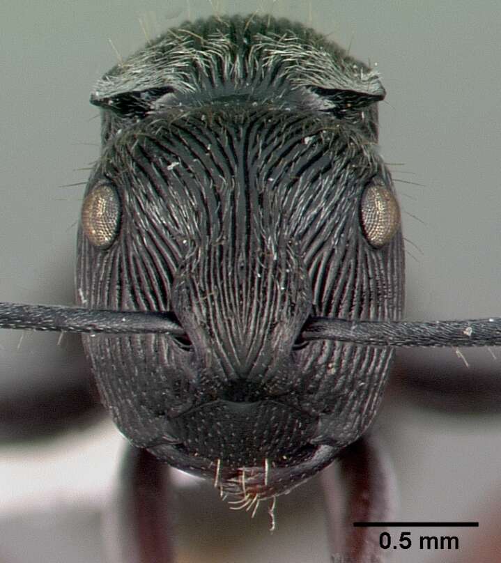 Image of <i>Polyrhachis</i> (<i>Aulacomyrma</i>) <i>lumi</i> Kohout