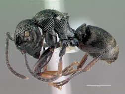 Image of <i>Polyrhachis</i> (<i>Aulacomyrma</i>) <i>lumi</i> Kohout