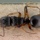 Image of Polyrhachis exarata Emery 1887