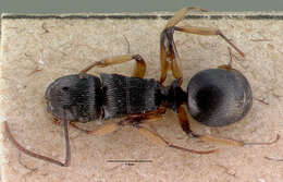 Image of Polyrhachis exarata Emery 1887