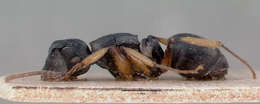 Image of Polyrhachis exarata Emery 1887