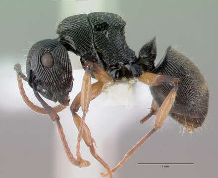 Image de <i>Polyrhachis</i> (<i>Aulacomyrma</i>) <i>wamuki</i> Kohout