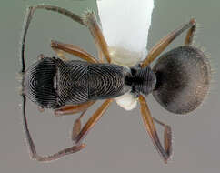 Image of <i>Polyrhachis</i> (<i>Aulacomyrma</i>) <i>decora</i> Kohout