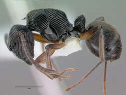 Image of <i>Polyrhachis</i> (<i>Aulacomyrma</i>) <i>decora</i> Kohout