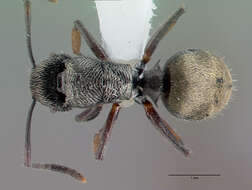 Plancia ëd <i>Polyrhachis</i> (<i>Aulacomyrma</i>) <i>impressa</i> Kohout