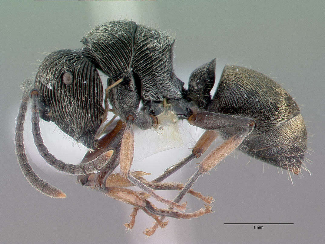 Plancia ëd <i>Polyrhachis</i> (<i>Aulacomyrma</i>) <i>impressa</i> Kohout