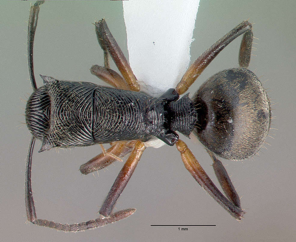 Image of <i>Polyrhachis</i> (<i>Aulacomyrma</i>) <i>kokoda</i> Kohout
