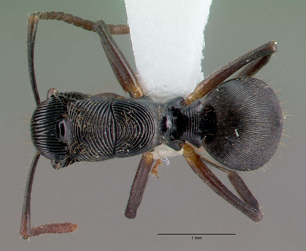 Image de <i>Polyrhachis</i> (<i>Aulacomyrma</i>) <i>gressitti</i> Kohout